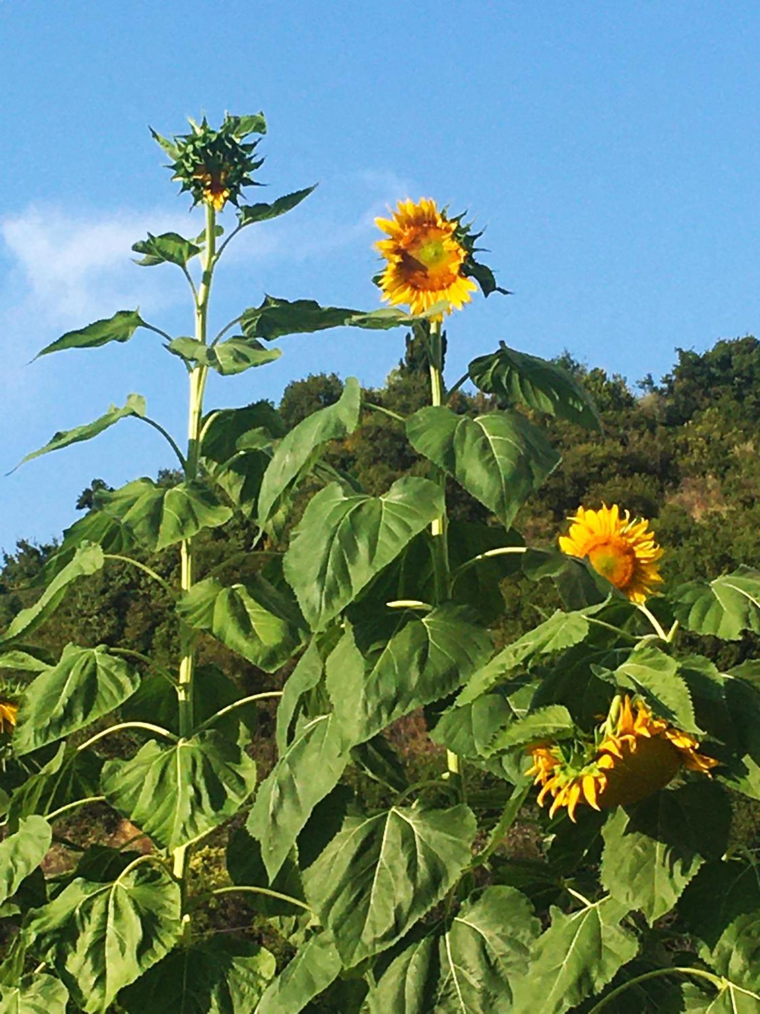 Sunflower Himara Exteriér fotografie